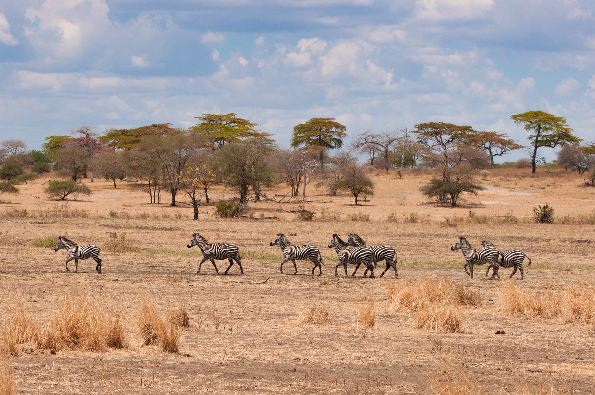 Какие природные зоны в восточной африке. Саванны и редколесья Африки животные. Саванна Восточной Африки Савана. Редколесья в Танзании. Зона саванн в Африке.